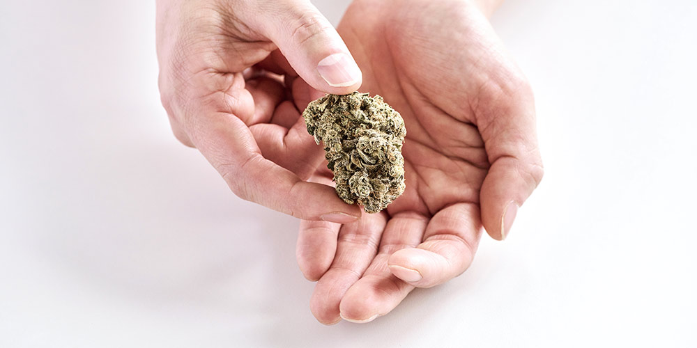 a dried cannabis flower or bud